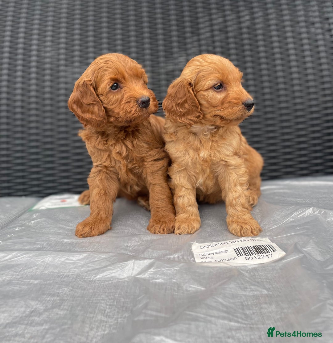 Cockapoo dogs for sale: Beautiful f1 cockapoos ready now - Image 3