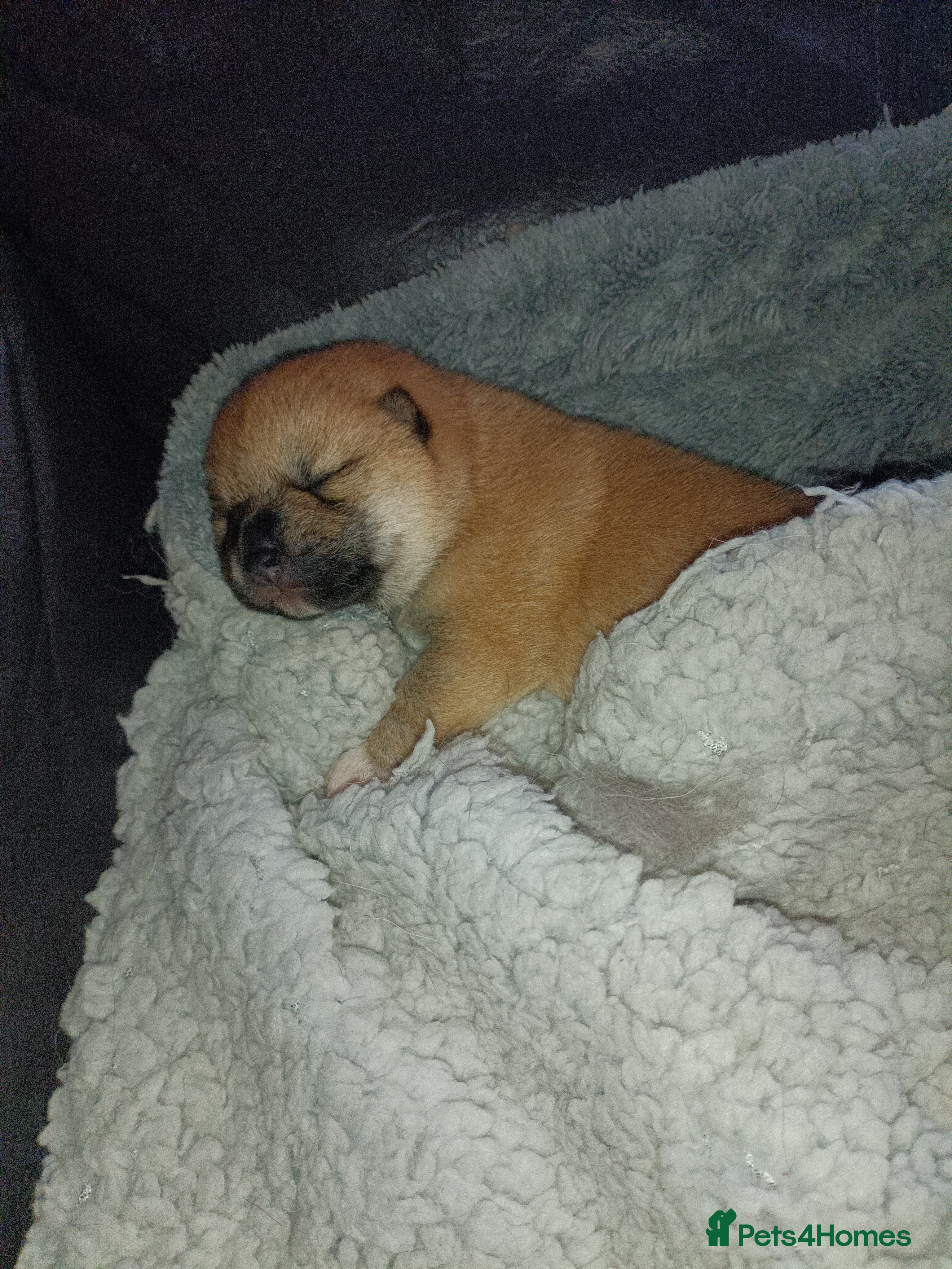 Mixed Breed dogs 3/4 Japanese Shiba Inu - Advert 2