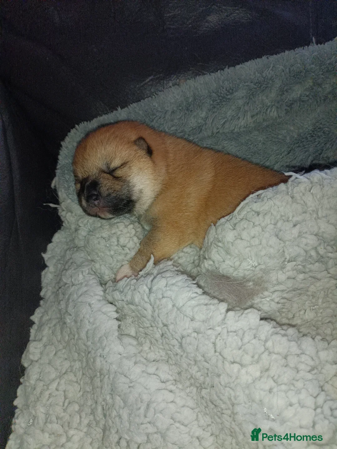 Mixed Breed dogs for sale: 3/4 Japanese Shiba Inu - Advert 1