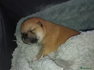 Mixed Breed dogs 3/4 Japanese Shiba Inu - Advert 2