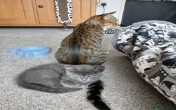 Mixed Breed cats for sale: Kittens  - Image 12