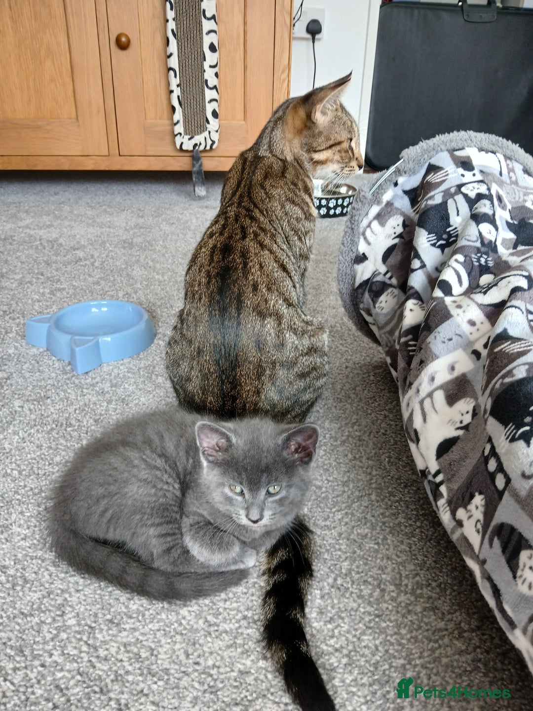 Mixed Breed cats for sale: Kittens  - Image 12