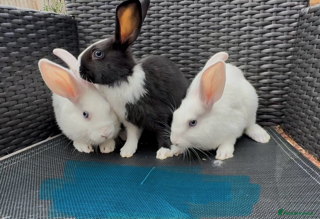 Mixed Breed rabbits for sale: 7 baby bunnies ready for new homes - Image 5