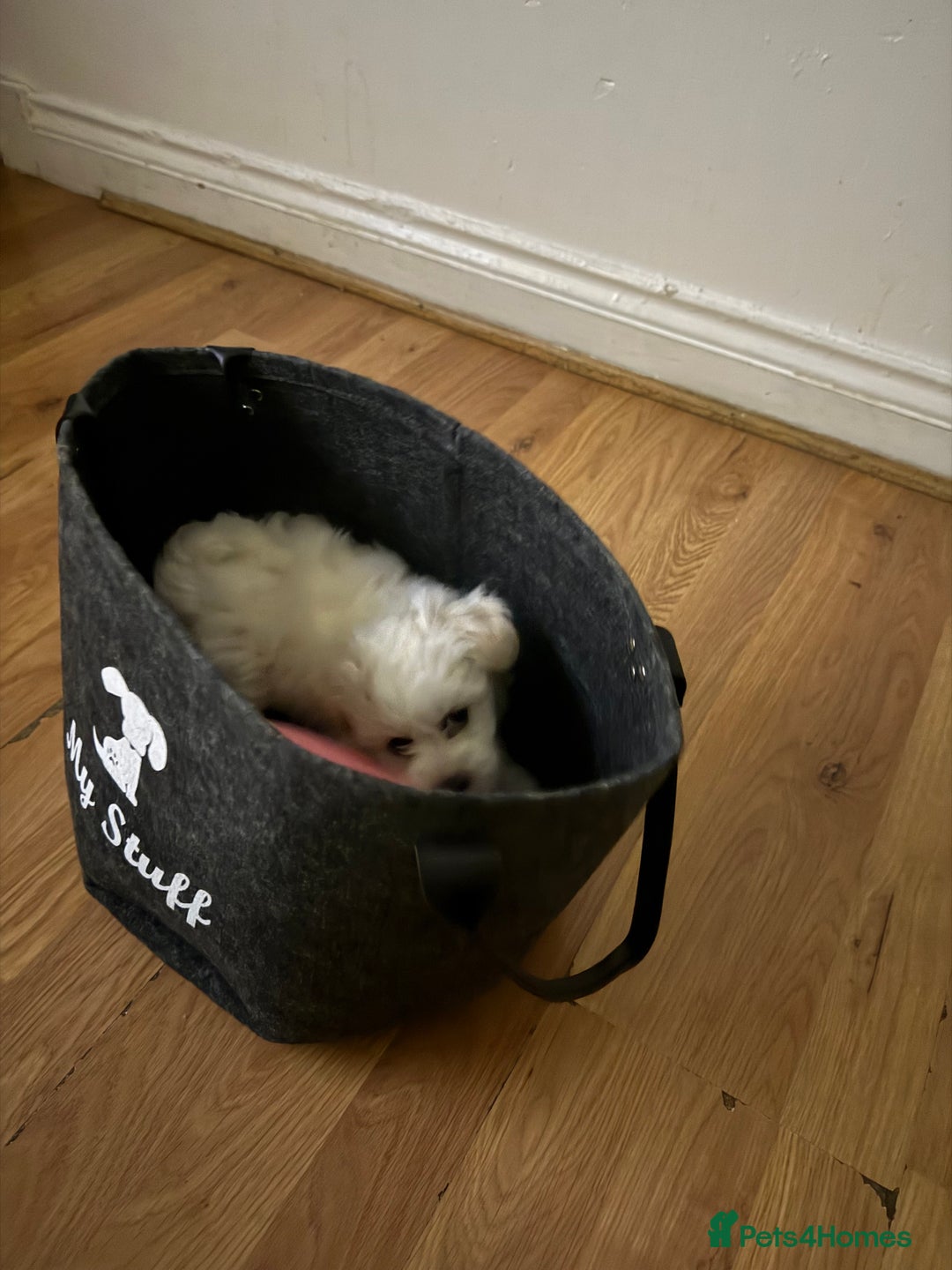 Maltese dogs for sale: pure maltese little girl - Advert 12