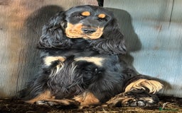 Cocker Spaniel dogs for sale: The cute Campbell - Advert 3