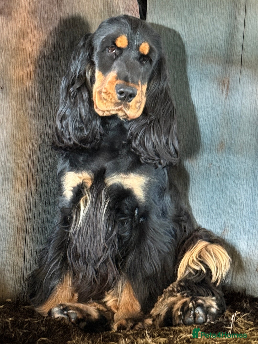 Cocker Spaniel dogs for sale: The cute Campbell - Advert 3