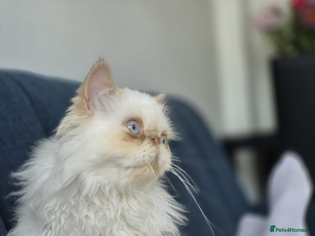 Persian cats for sale: Himalayan Persian kitten - Image 6