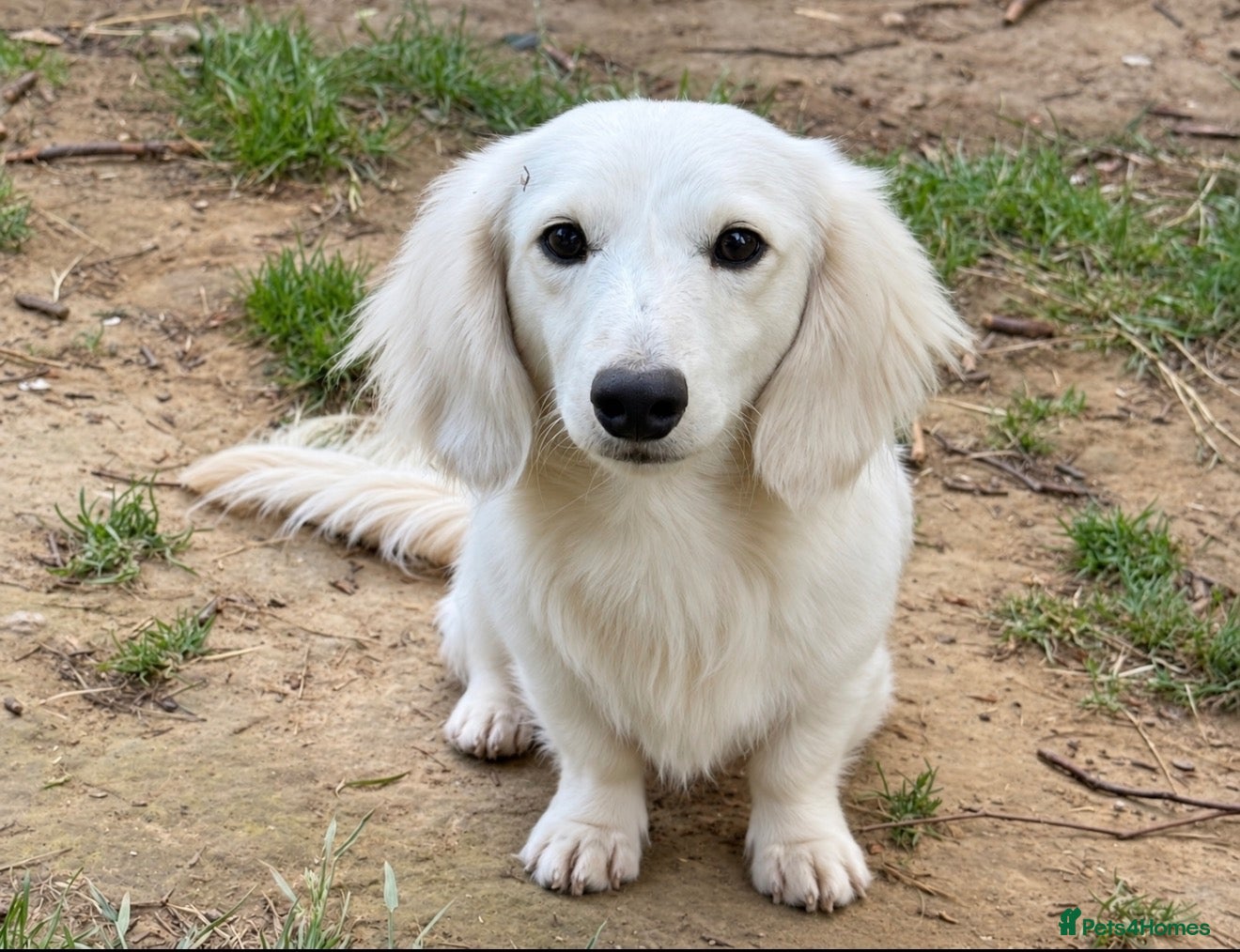 Miniature Dachshund dogs Platinum Cream Stud⚡️🤍 - Advert 4