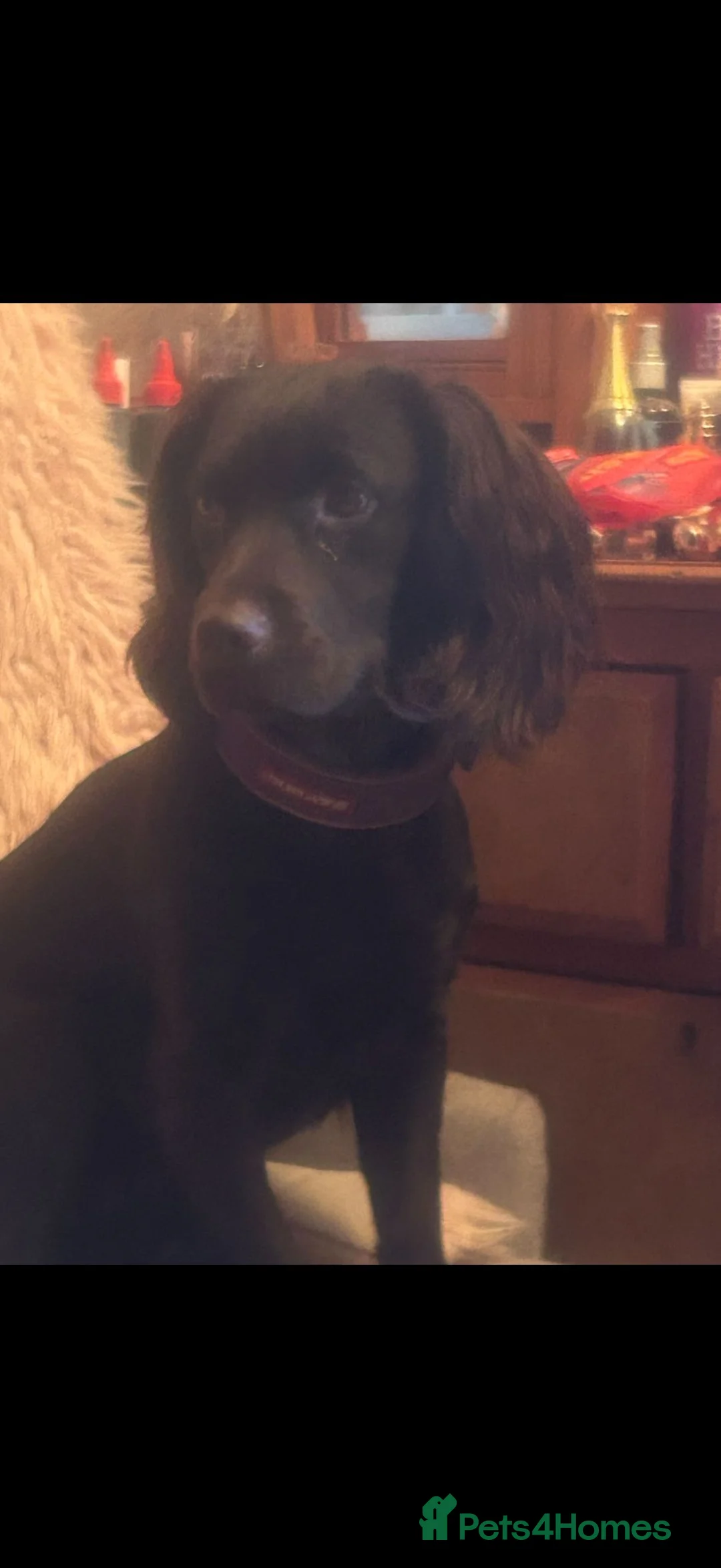 Cocker Spaniel dogs for sale: 1 KC Liver Cockers Spaniel Boy Available  - Advert 2