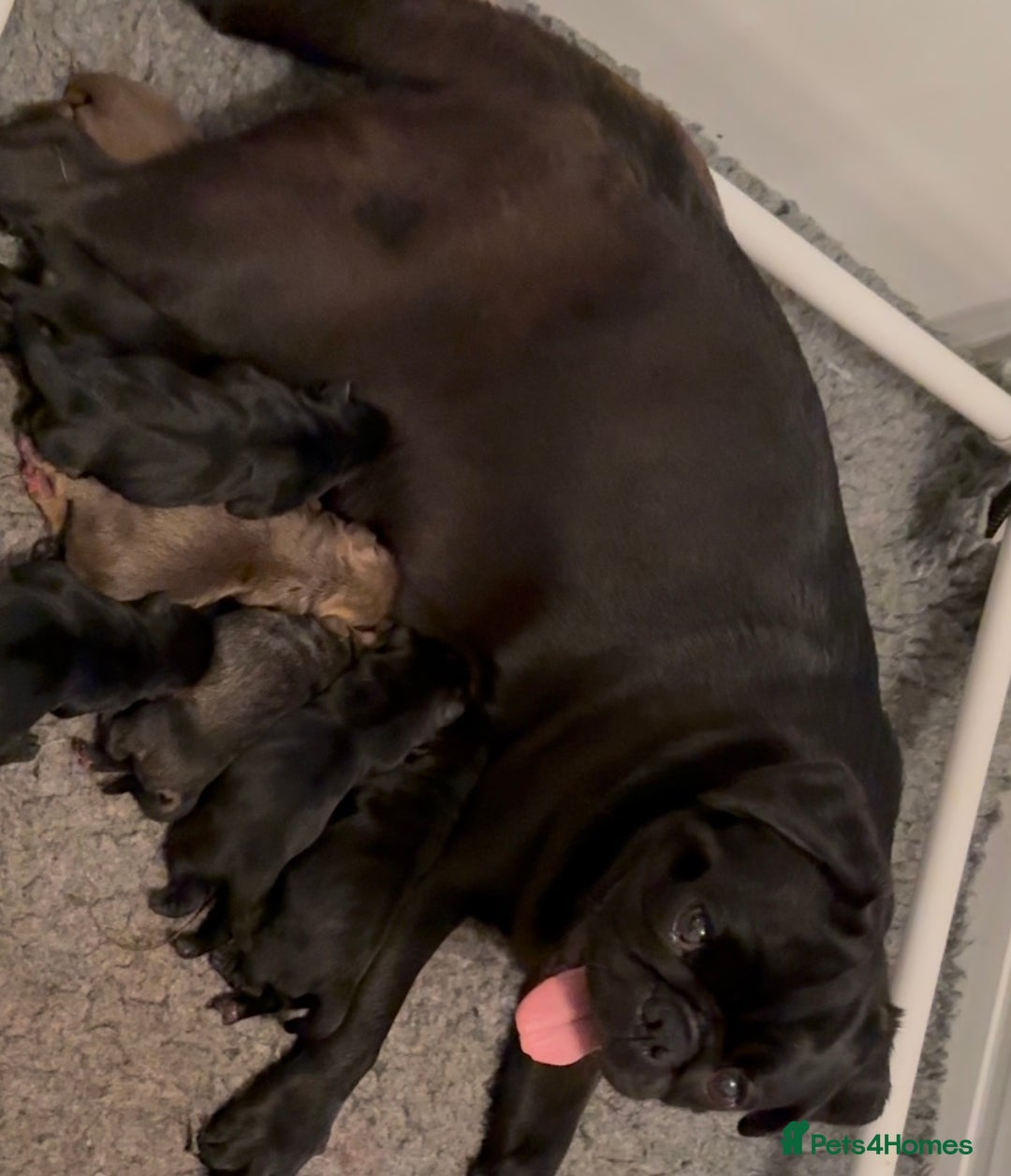 Pug dogs for sale: stunning KC Registered PUG puppies  - Image 14