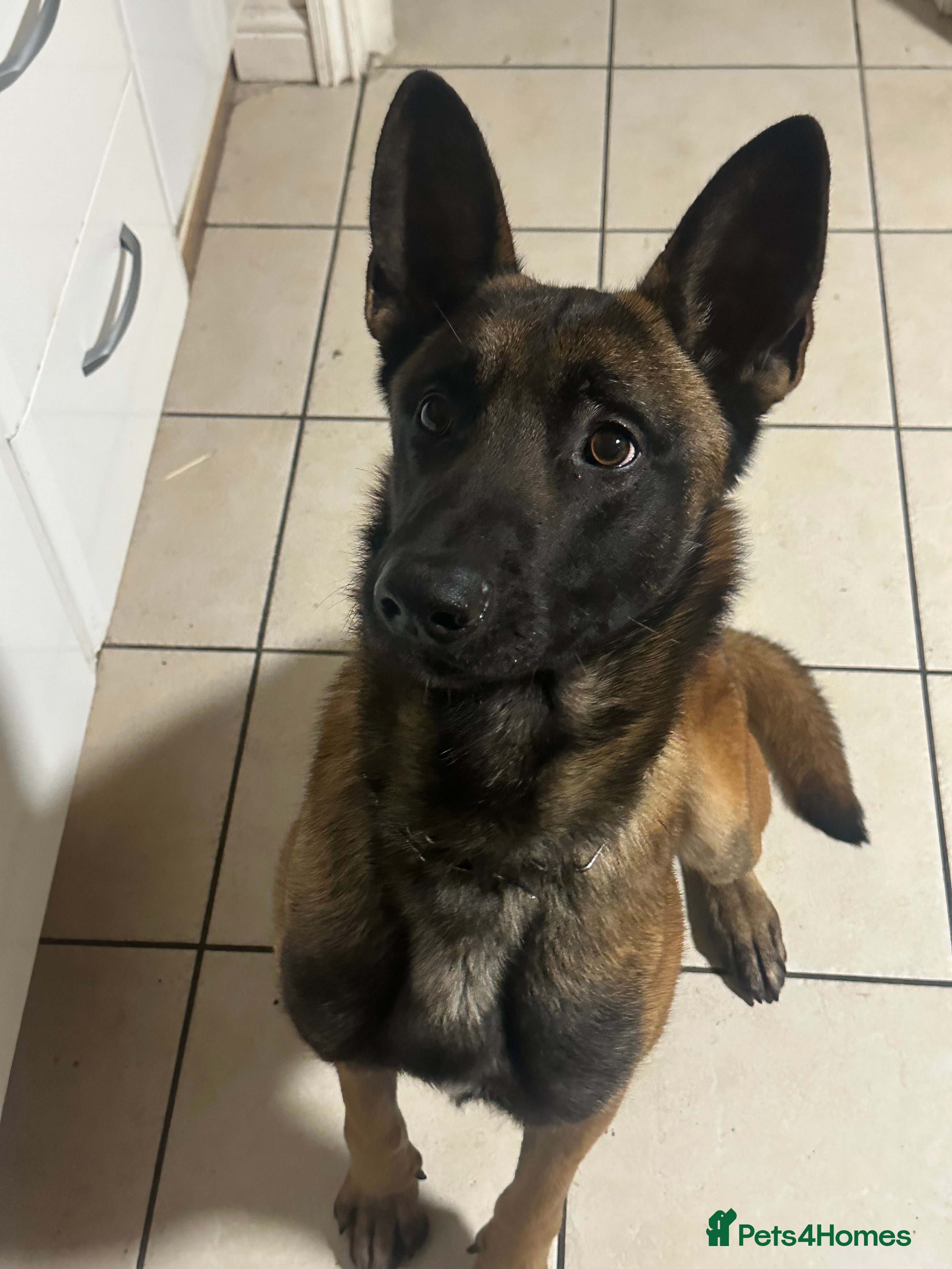 Belgian Shepherd Dog dogs belgian shepherd  in Enfield - Advert 3