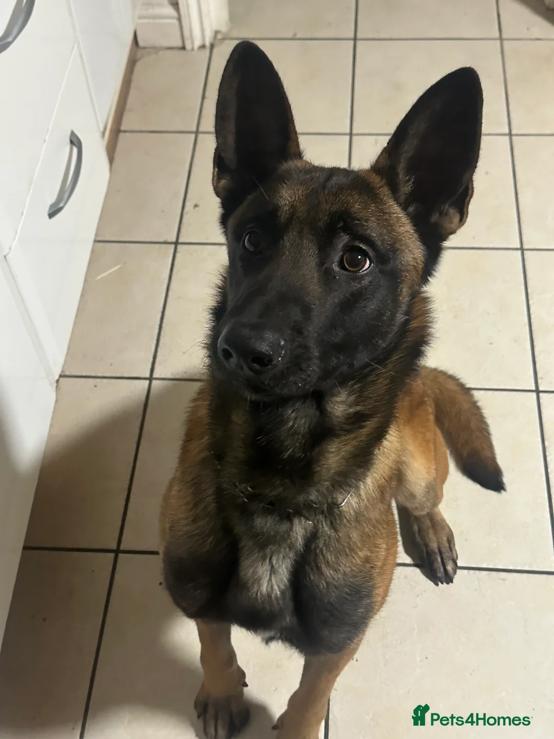 Belgian Shepherd Dog dogs for sale: belgian shepherd  in Enfield - Advert 1