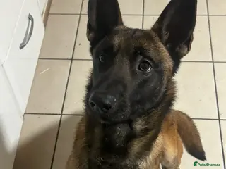 Belgian Shepherd Dog dogs belgian shepherd in Enfield - Advert 3