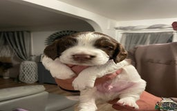 English Springer Spaniel dogs for sale: Kc reg working springer spaniel  - Image 3