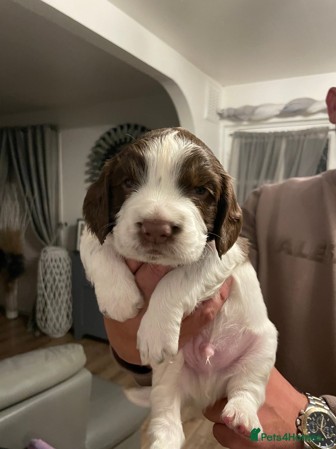English Springer Spaniel dogs for sale: Kc reg working springer spaniel  - Image 3