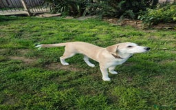 Labrador Retriever dogs for adoption: Lab cross rescue Troy for adoption  - Image 3