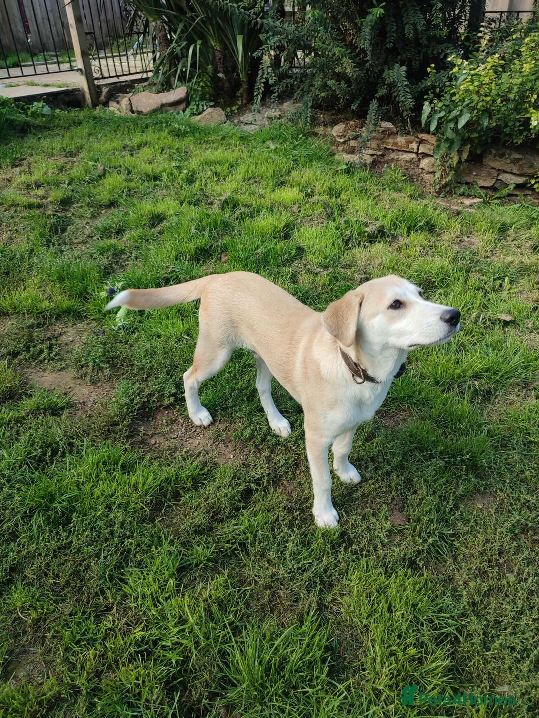 Labrador Retriever dogs for adoption: Lab cross rescue Troy for adoption  - Image 3