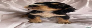 Cocker Spaniel Puppy 1