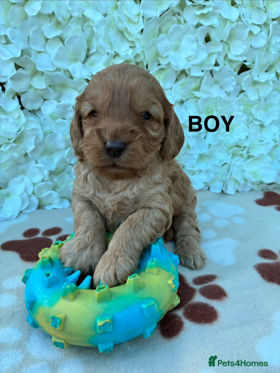 Cockapoo dogs for sale: Beautiful F1 Cockapoo Puppies Available  - Advert 5