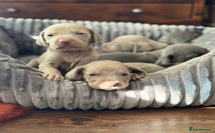 Weimaraner dogs - Advert 5