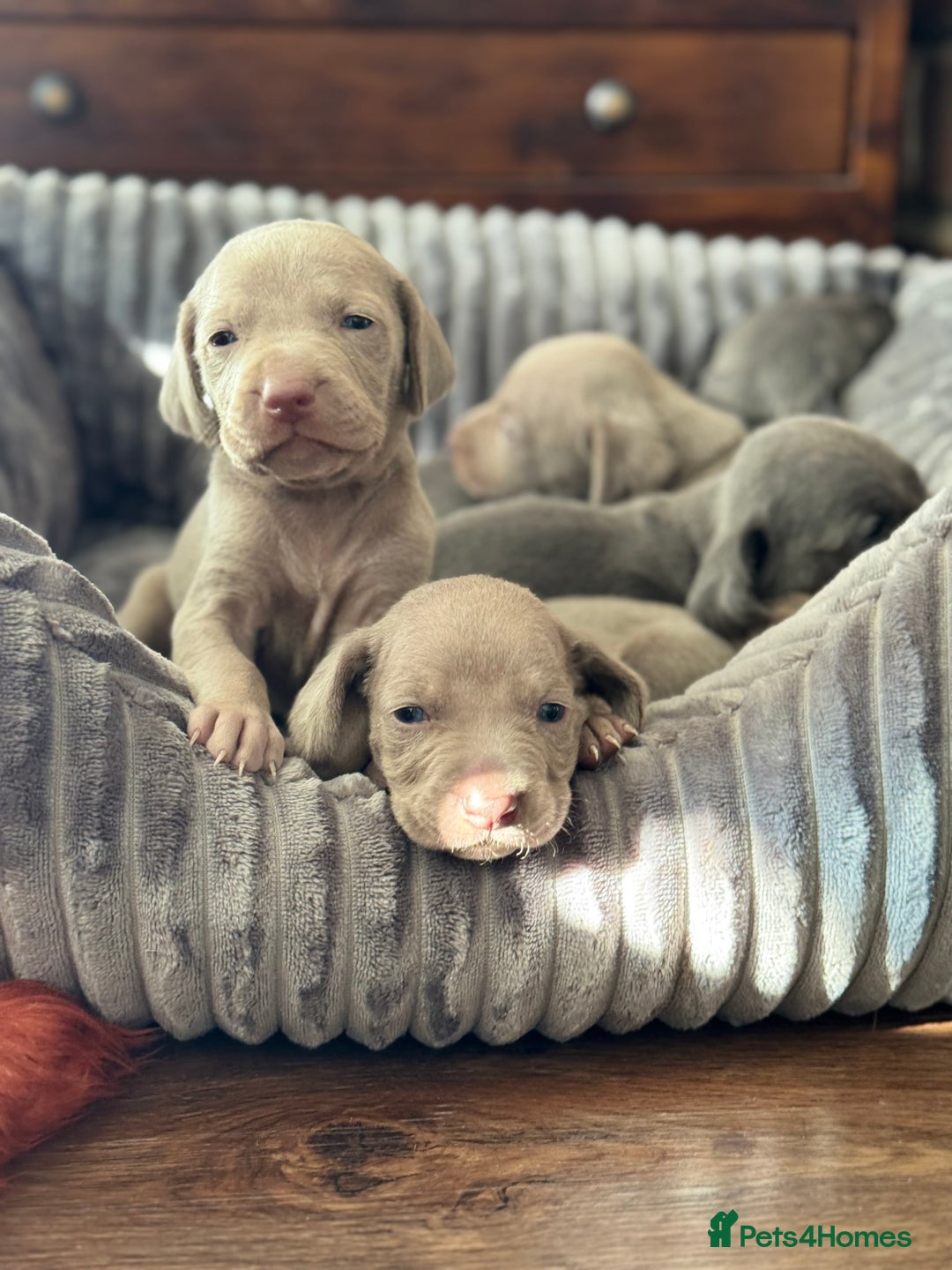 Weimaraner dogs for sale:  KC Reg Weimaraner Pups from Champion Bloodlines ✨ - Image 1