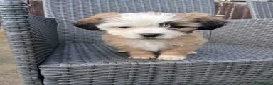 Boy Puppy 6