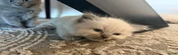 Ragdoll cats for sale: Blue/lilac Ragdoll babies - Advert 10