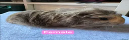 Guinea Pig rodents for sale: Single boars and baby guinea pigs - Advert 12