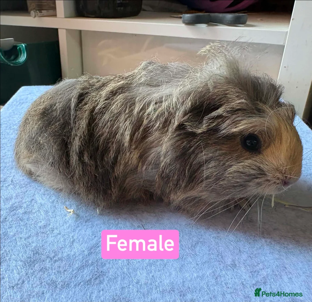 Guinea Pig rodents for sale: Single boars and baby guinea pigs - Advert 12