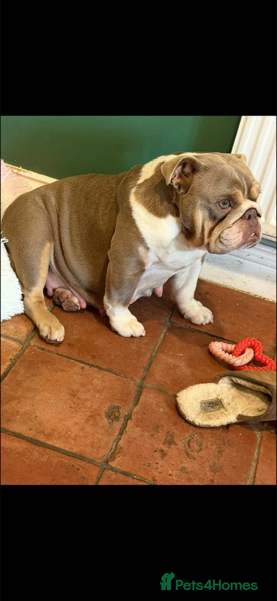 English Bulldog dogs English bulldog puppies ready to leave  - Advert 2