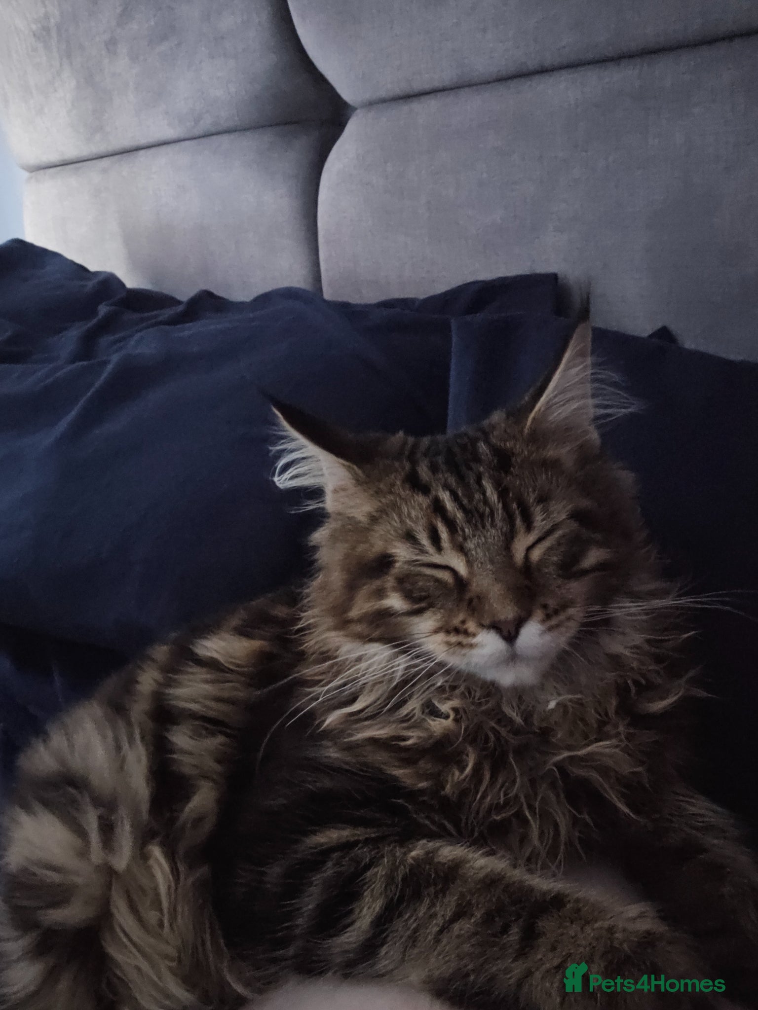 Maine Coon cats for sale: 6 MONTH MAINE COON TABBY BOY FOR SALE - Advert 7