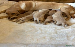 Labrador Retriever dogs for sale: KC REGISTERED DNA TESTED LABRADOR PUPPIES - Image 21