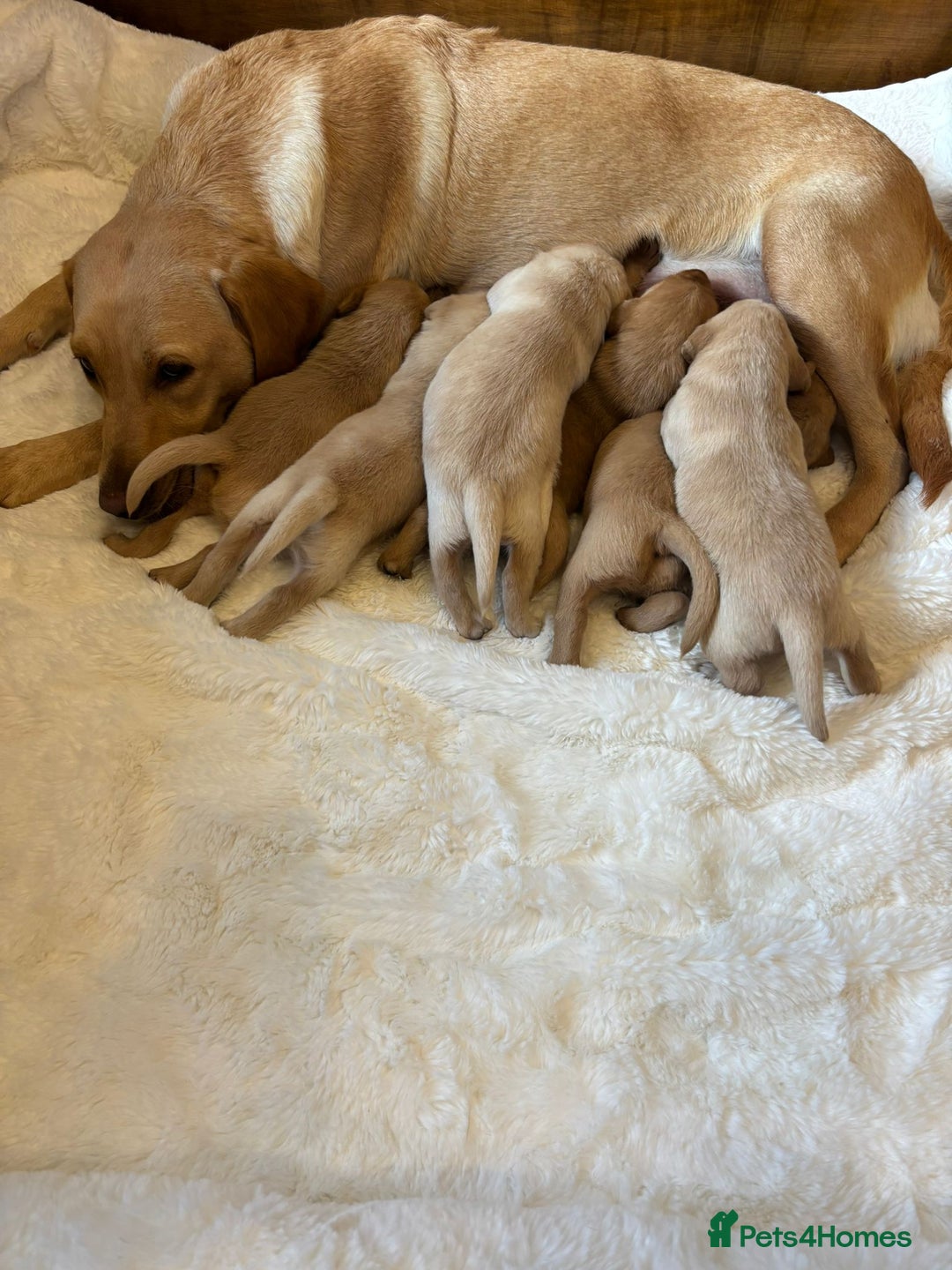 Labrador Retriever dogs for sale: KC REGISTERED DNA TESTED LABRADOR PUPPIES - Image 21