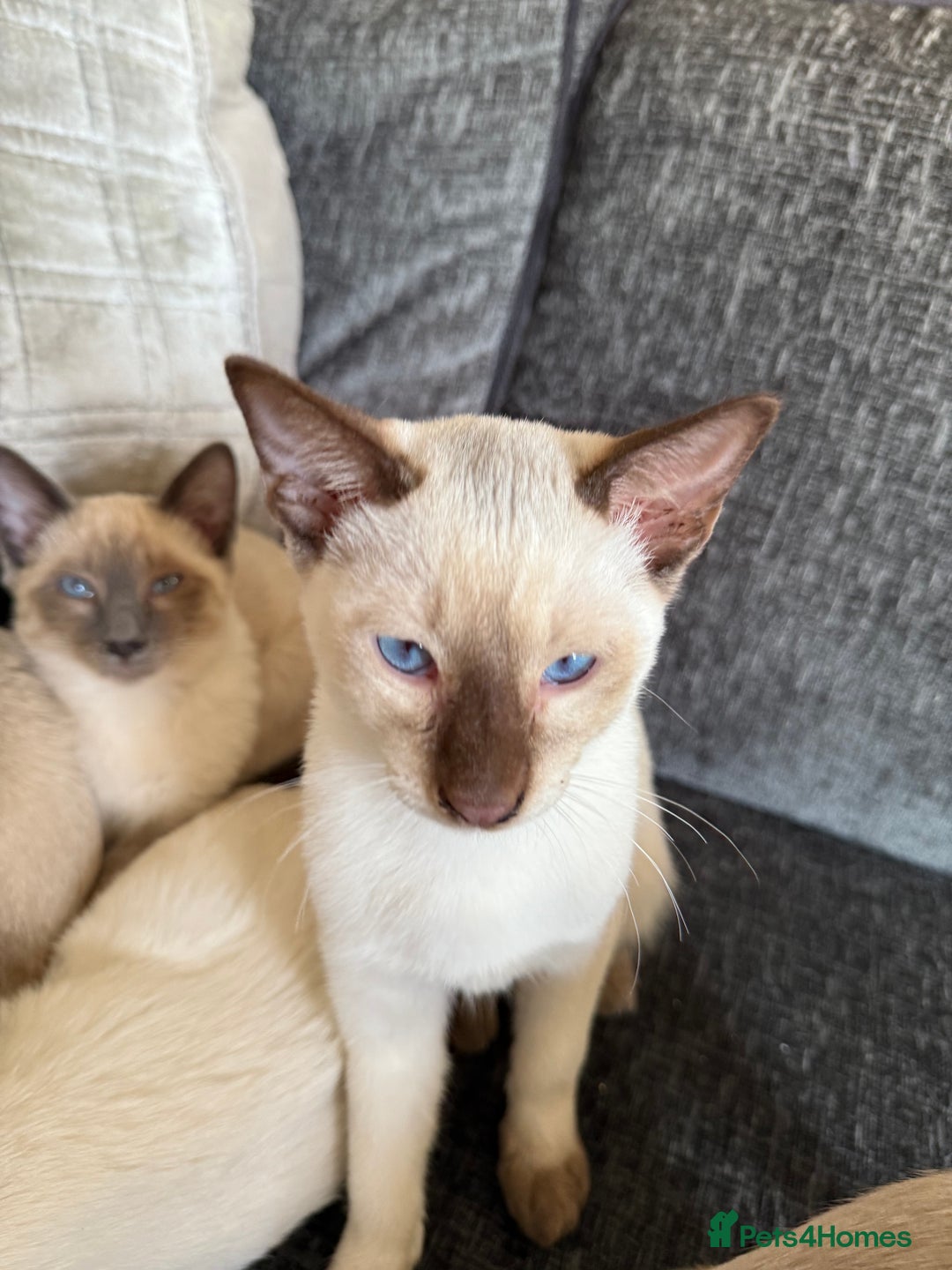 Siamese cats for sale: Siamese kittens wanting new slaves - Advert 7
