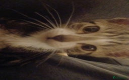 Domestic Shorthair cats for sale: 🐾 9 Beautiful Kittens - Image 6