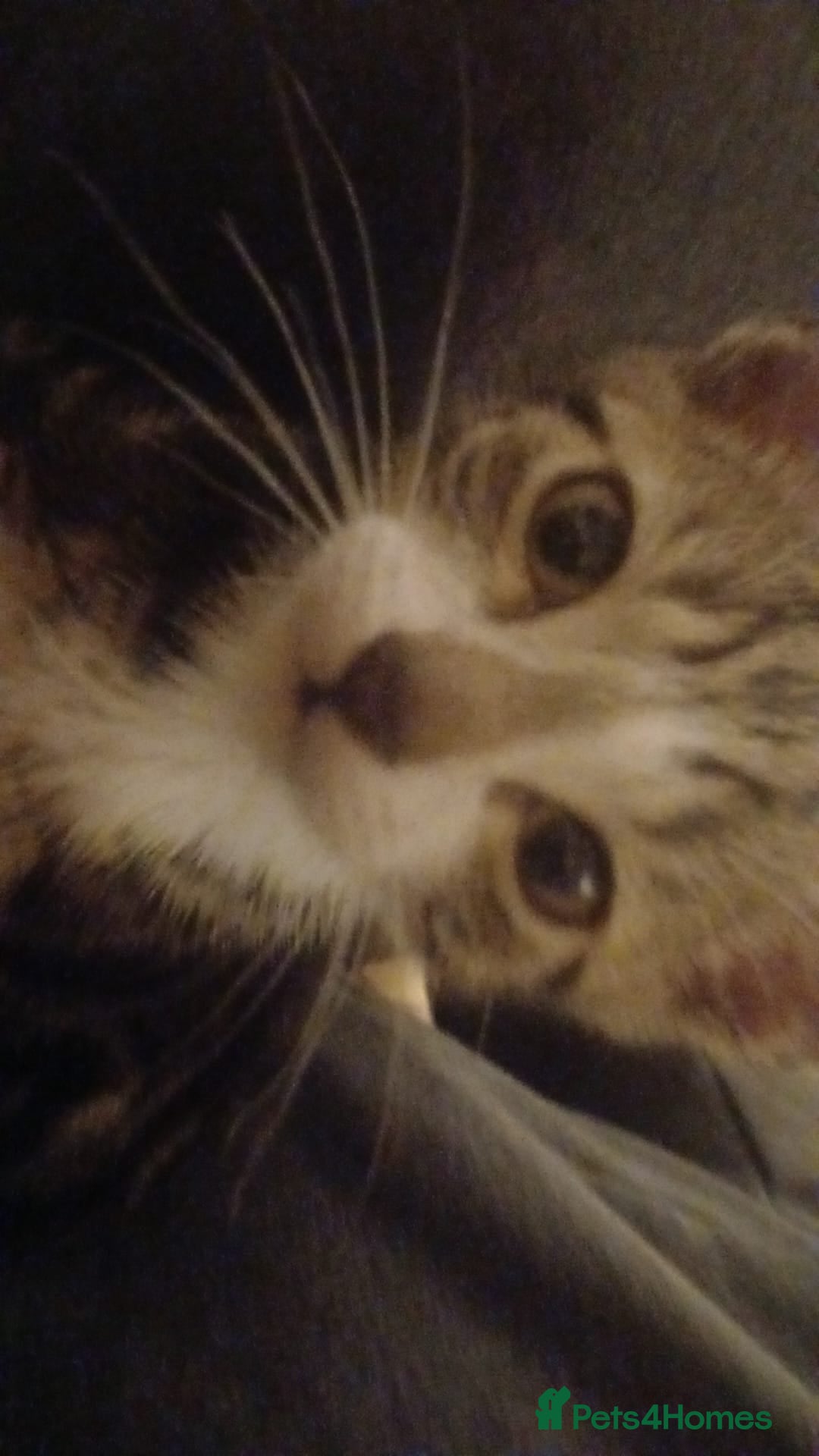 Domestic Shorthair cats for sale: 🐾 9 Beautiful Kittens - Image 6