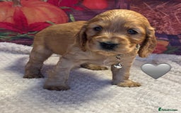 Cocker Spaniel dogs for sale: Outstanding KC Show Cocker Spaniels - Image 16