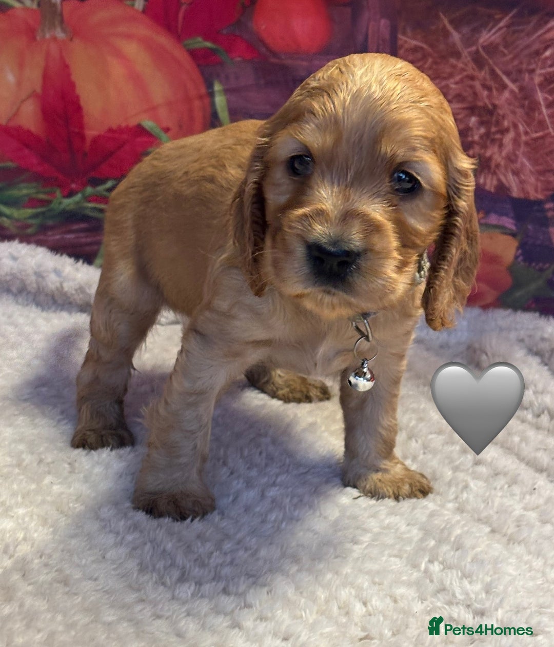 Cocker Spaniel dogs for sale: Outstanding KC Show Cocker Spaniels - Image 16