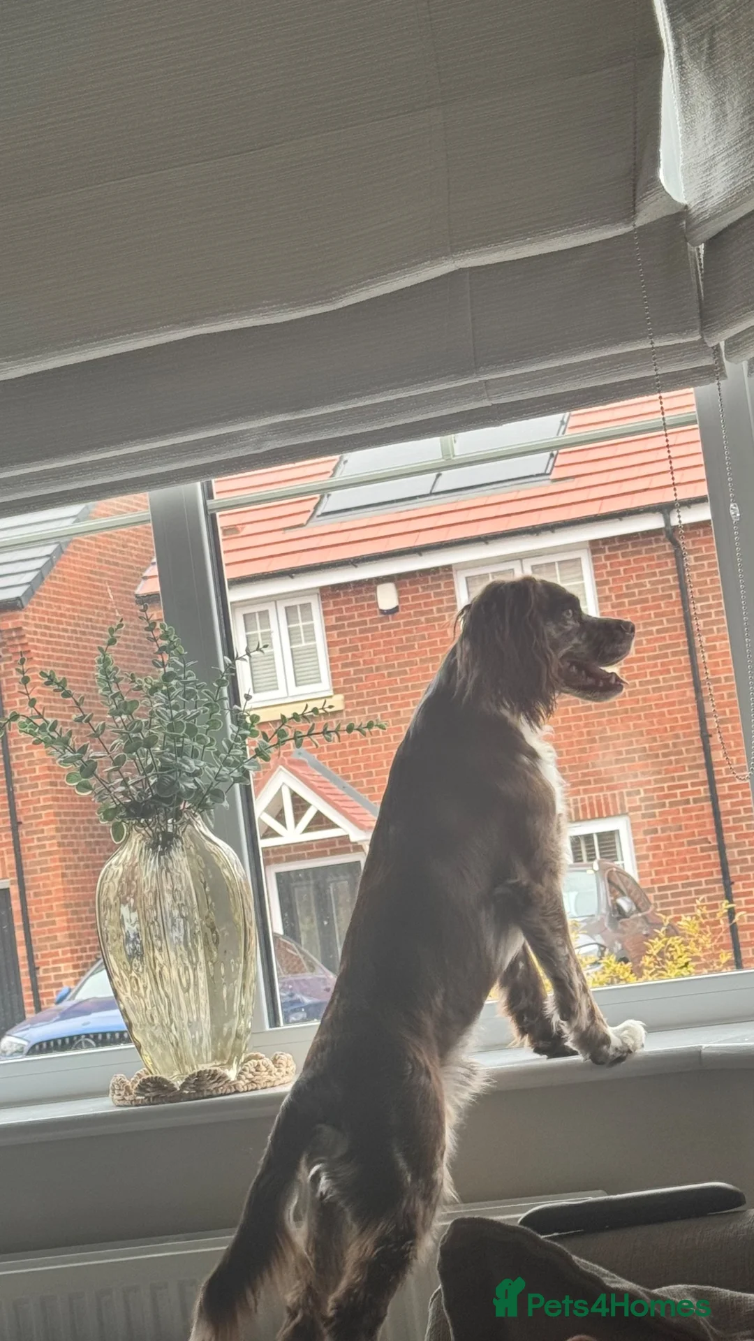 Cocker Spaniel dogs for sale: 1 year old spaniel looking for new home - Advert 2