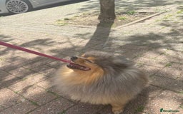 Pomeranian dogs for sale: ** KC pomeranian puppies - Image 17