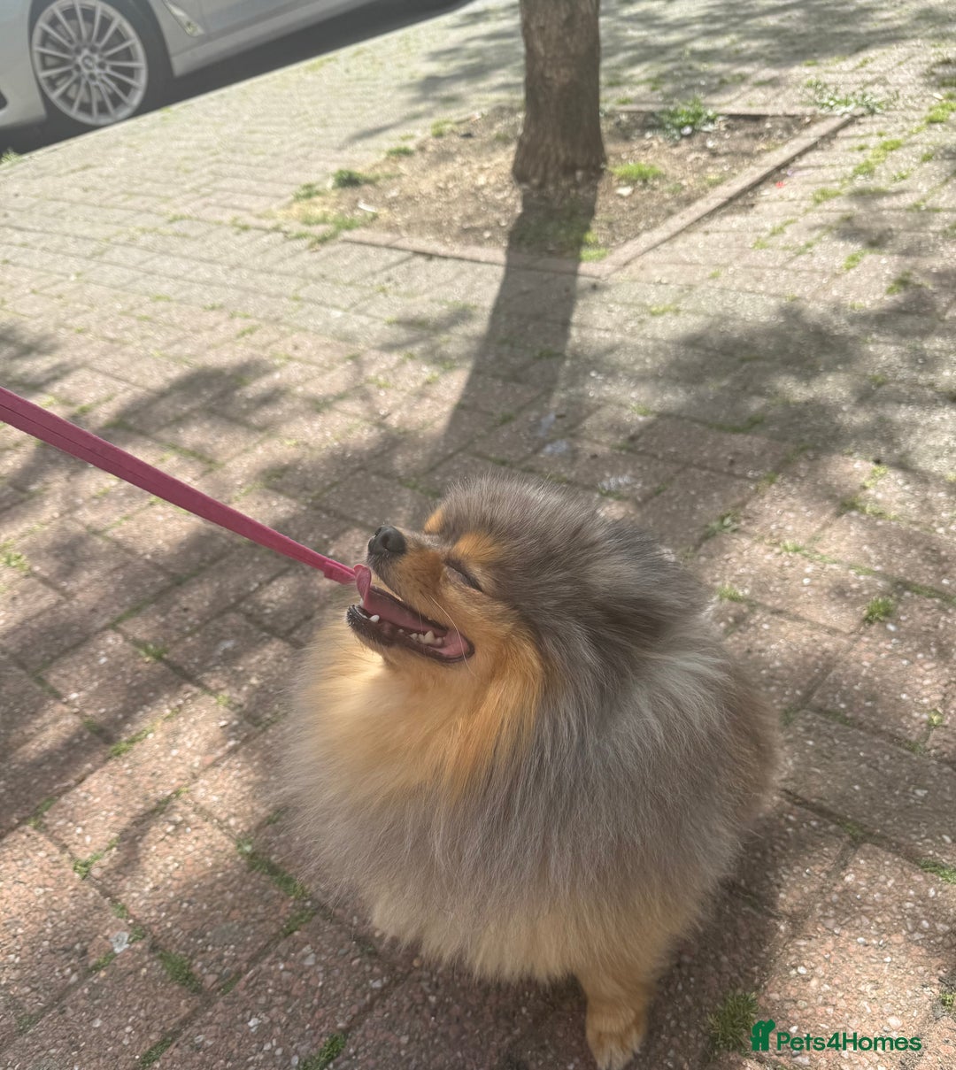 Pomeranian dogs for sale: ** KC pomeranian puppies - Image 17