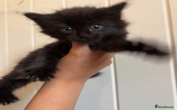 Domestic Shorthair cats for sale: Kittens for Sale  - Image 9