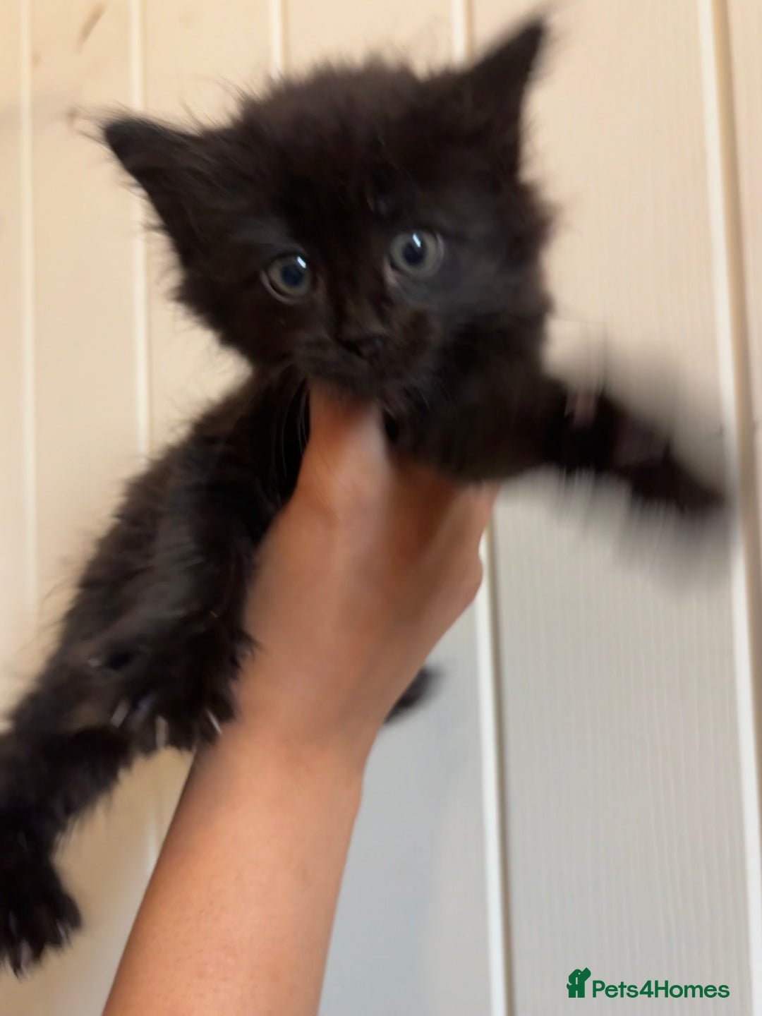 Domestic Shorthair cats for sale: Kittens for Sale  - Image 9