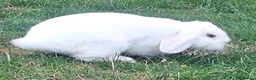 Mini Lop rabbits for sale: Gorgeous Friendly Bonded Mini Lops with New Hutch in Dartford - Advert 8
