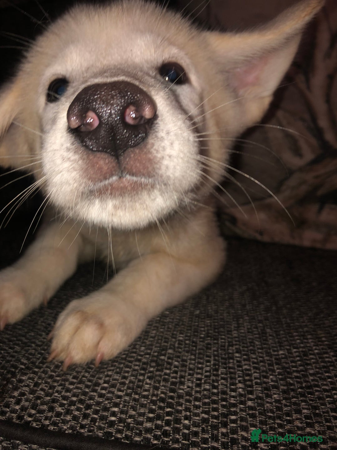Mixed Breed dogs for sale: READY NOW! Beautiful Japanese Akita Puppies - Image 24