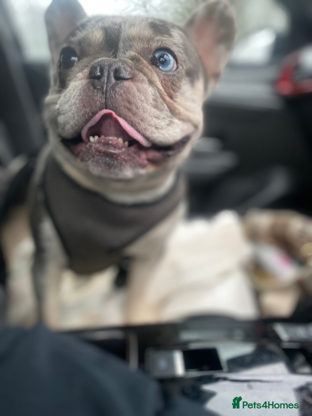 French Bulldog dogs for stud: 💎Blue & Tan 🤎 Merle French bulldog stud 🧬🔥 in Manchester - Image 28