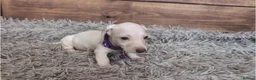 Miniature Dachshund dogs for sale: 🐾 Beautiful Miniature Dachshund Puppies 🐾 - Advert 18