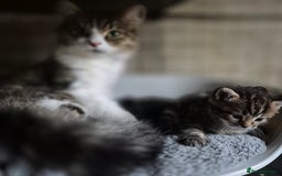 Siberian cats for sale: Beautiful Siberian x BSH kittens  - Image 4