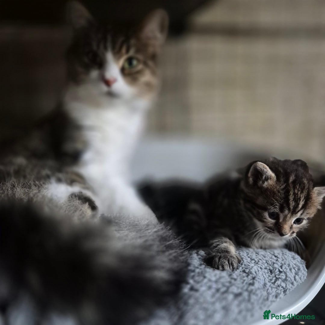 Siberian cats for sale: Beautiful Siberian x BSH kittens  - Image 4