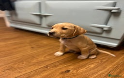 Cocker Spaniel dogs for sale: REDUCED, 2 LEFT. READY NOW! Cocker Spaniel mix - Image 14
